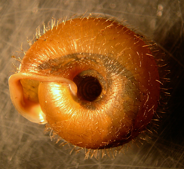 Gasteropode pelosetto